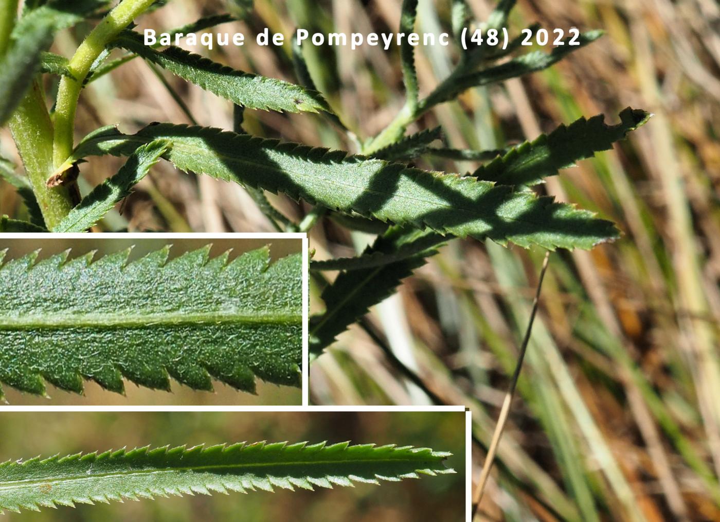 Sneezewort leaf